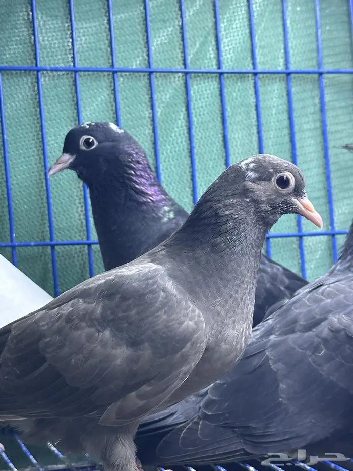 طبات صنعاوي اصايل للبيع 3