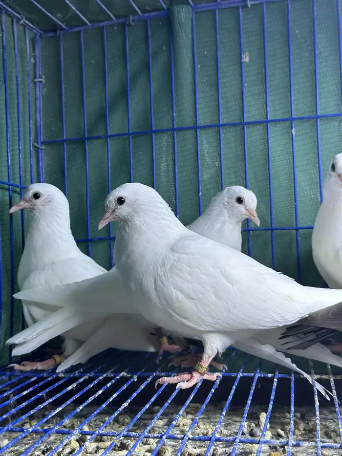 طبات صنعاوي اصايل للبيع 2