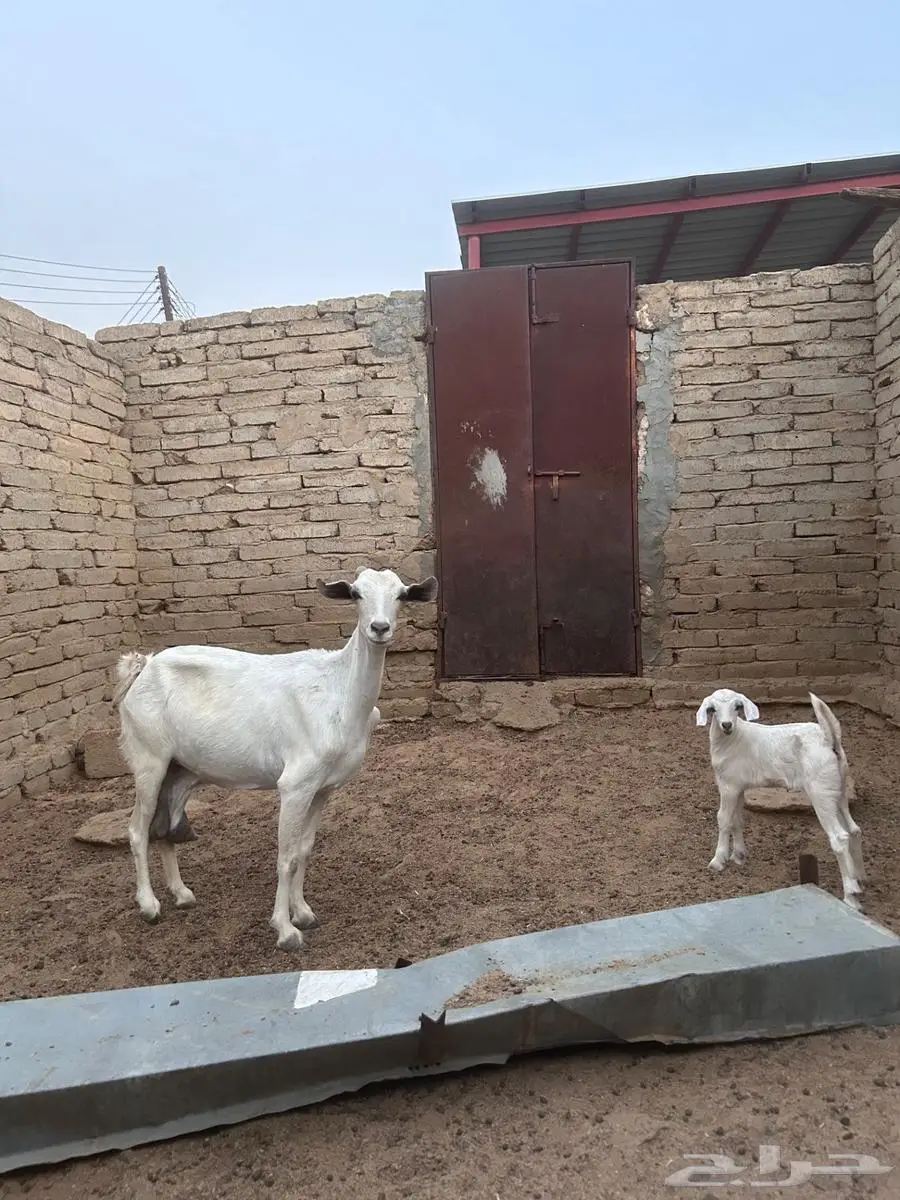 عنز تحتها جفره 2