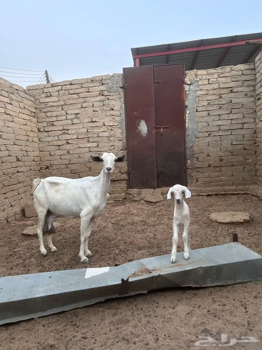 عنز تحتها جفره 3