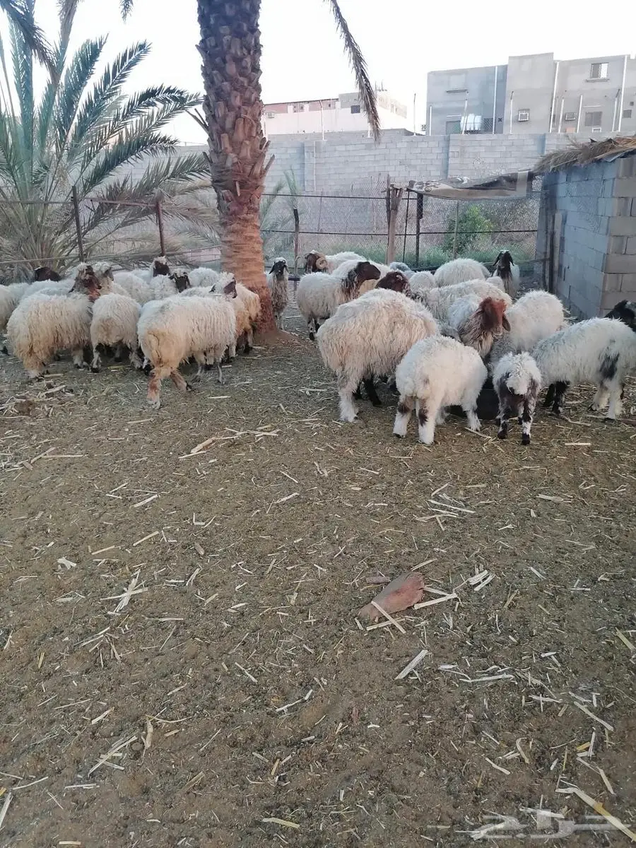 تبارك الرحمن نعيميات فاخره 1