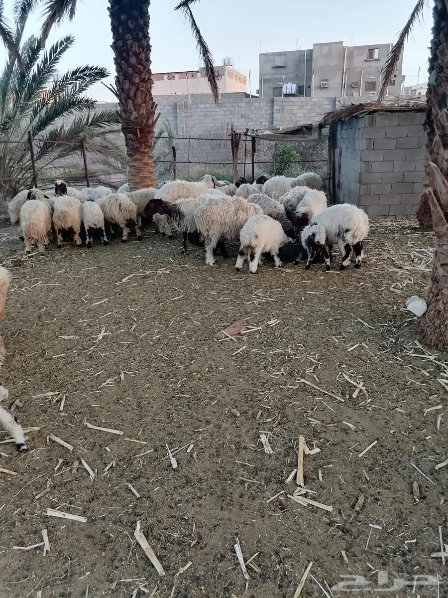 تبارك الرحمن نعيميات فاخره 2