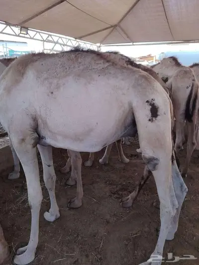 بربري نعيمي سواكن تيوس حاشي 3