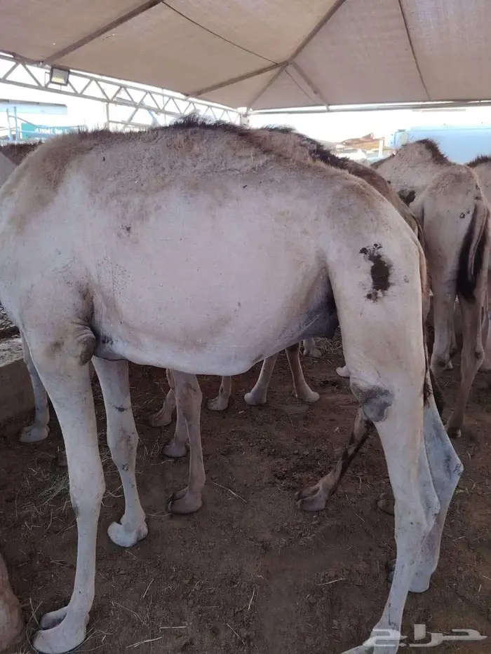 بربري نعيمي سواكن تيوس حاشي 3