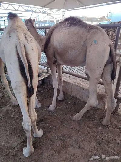 بربري نعيمي سواكن تيوس حاشي 10