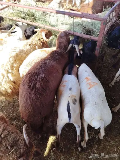 بربري نعيمي سواكن تيوس حاشي 4