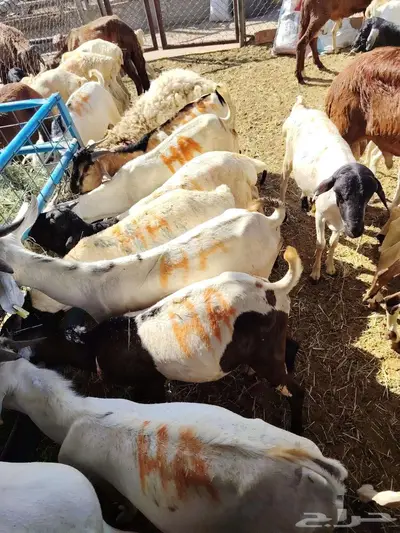 بربري نعيمي سواكن تيوس حاشي 8