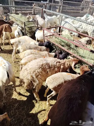 بربري نعيمي سواكن تيوس حاشي 11