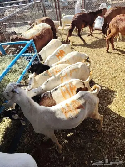 بربري نعيمي سواكن تيوس حاشي 1