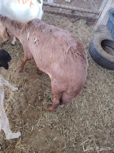 بربري نعيمي سواكن تيوس حاشي 2