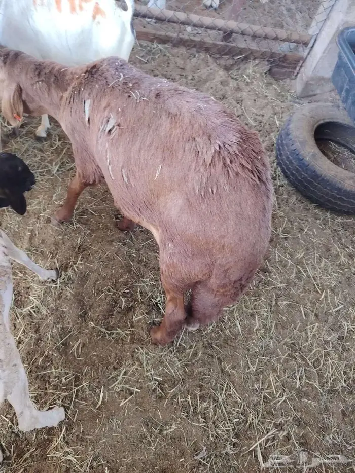 بربري نعيمي سواكن تيوس حاشي 2