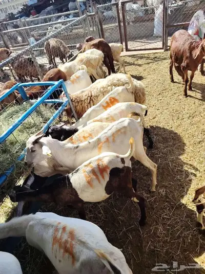 بربري نعيمي سواكن تيوس حاشي 5