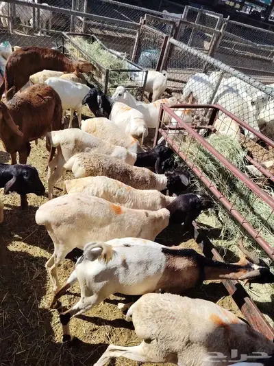 بربري نعيمي سواكن تيوس حاشي 0