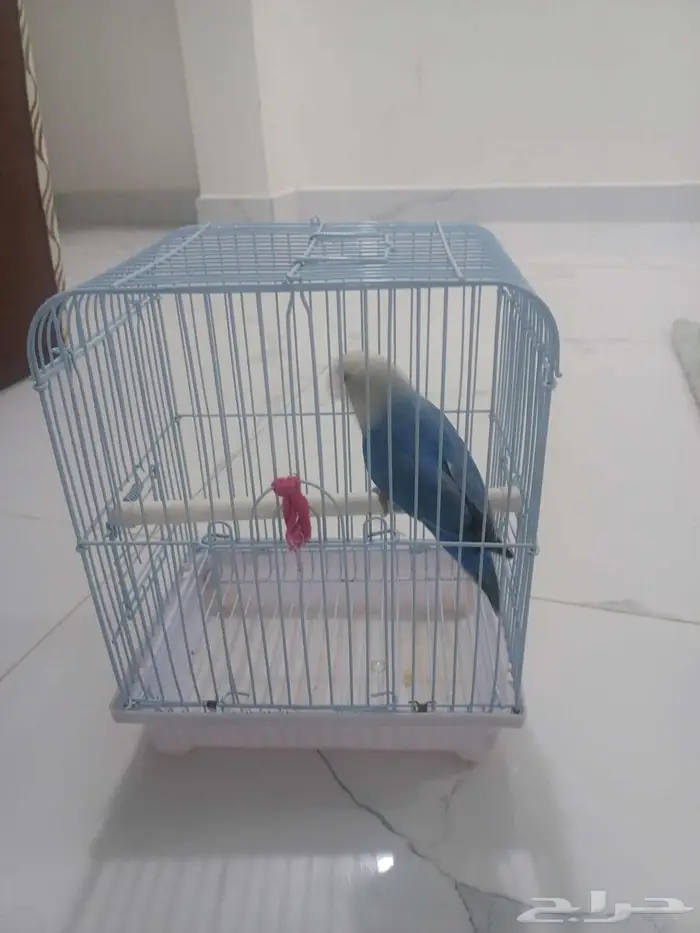 طائر الروز للبيع بعنيزه 1