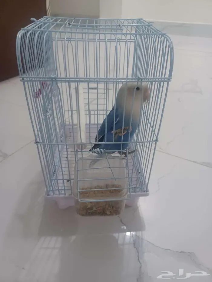 طائر الروز للبيع بعنيزه 0