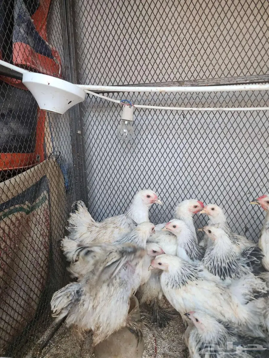 كونك براهما 4