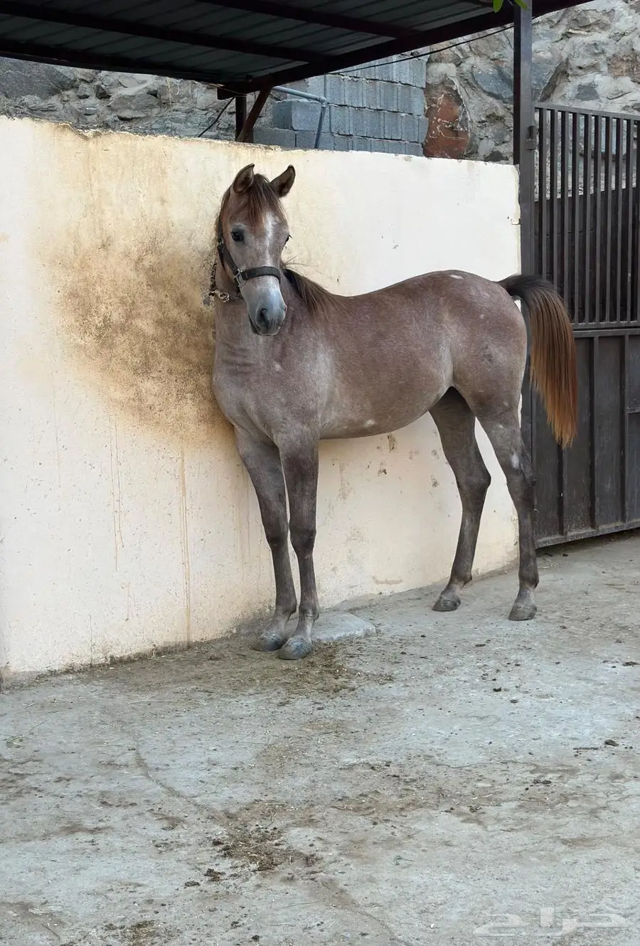مهرة شعبية للبيع 2