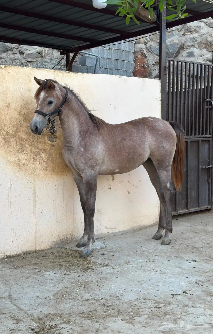 مهرة شعبية للبيع 3