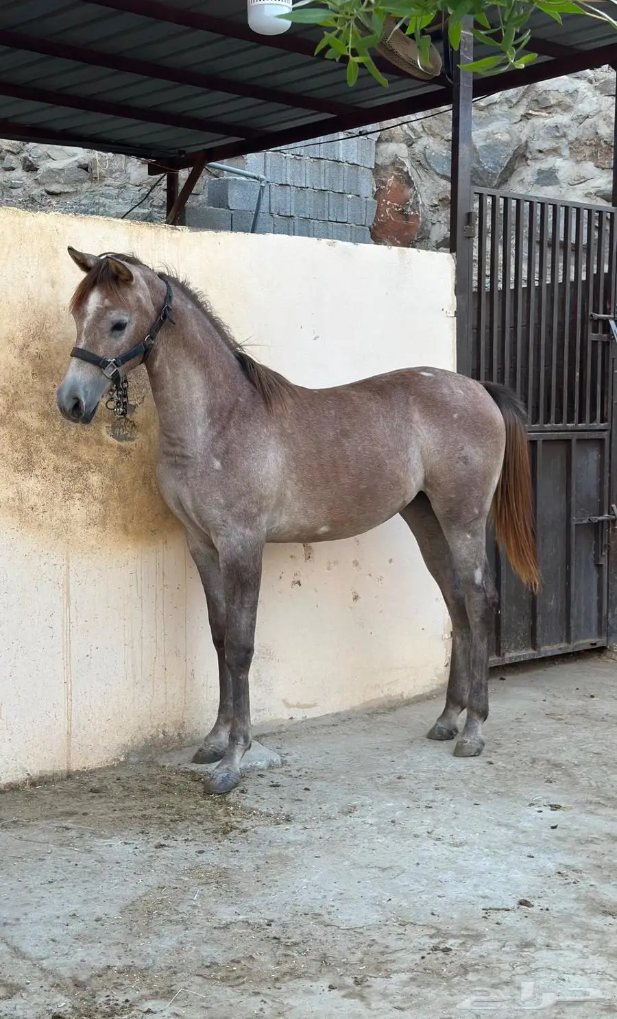 مهرة شعبية للبيع 1