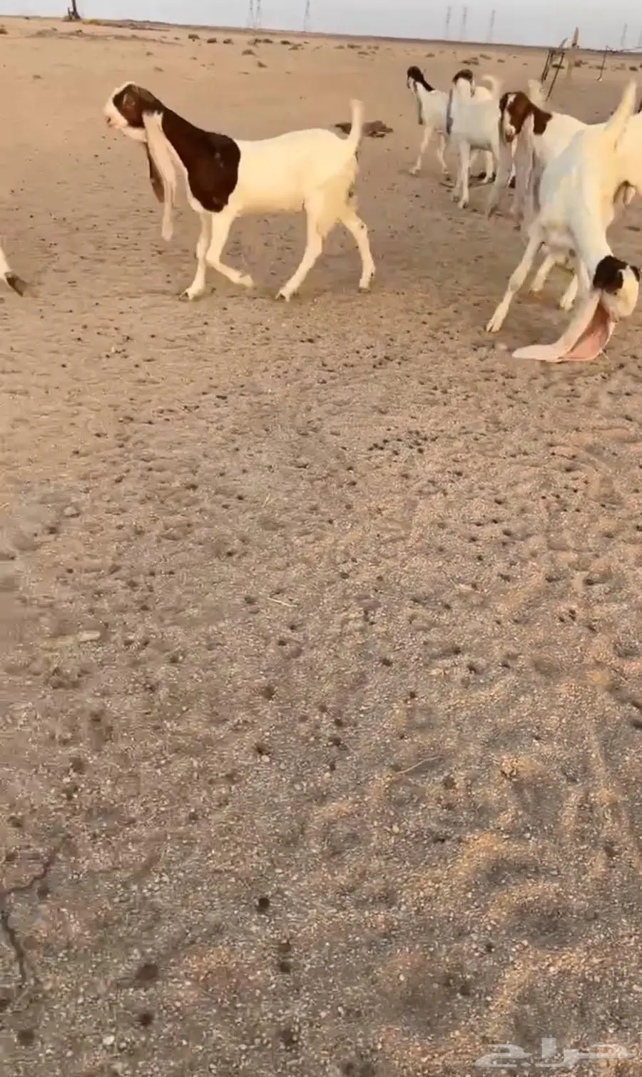 جفارات مطورات 5