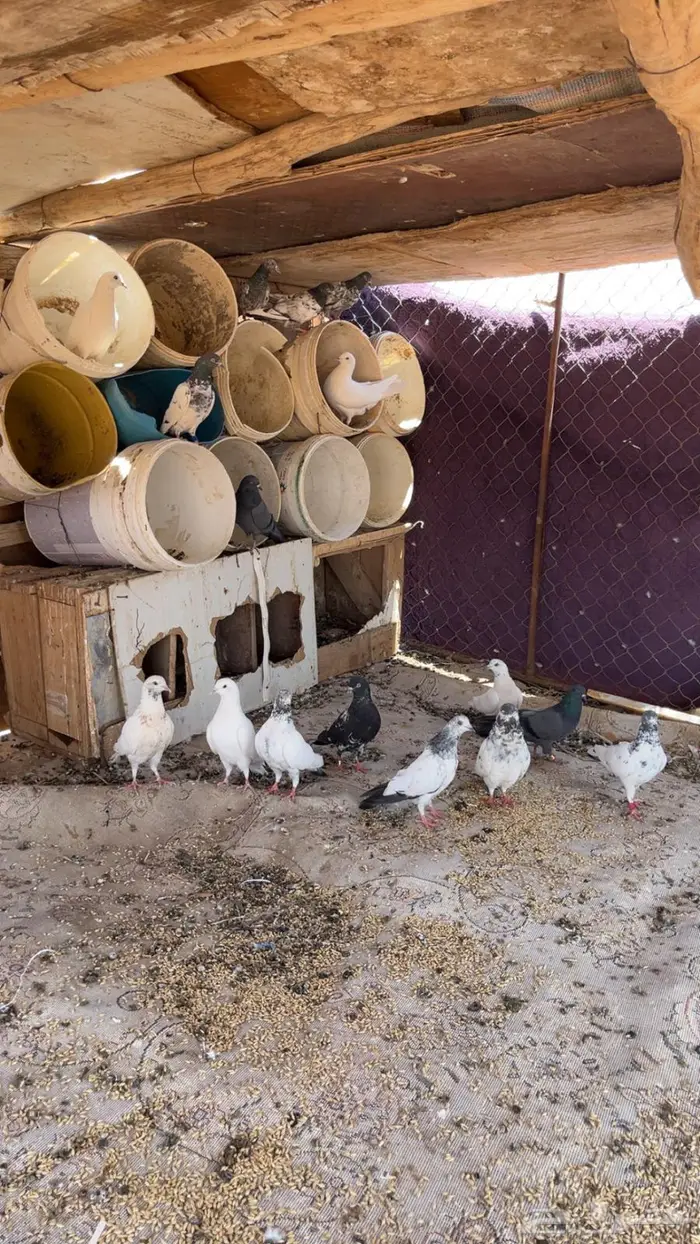 حمام بكستاني شرط طيار وقلاب 2