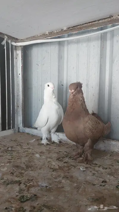 للبيع زوج روماني مستوى طيب 3