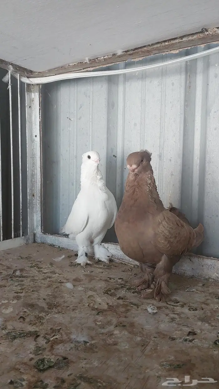 للبيع زوج روماني مستوى طيب 3