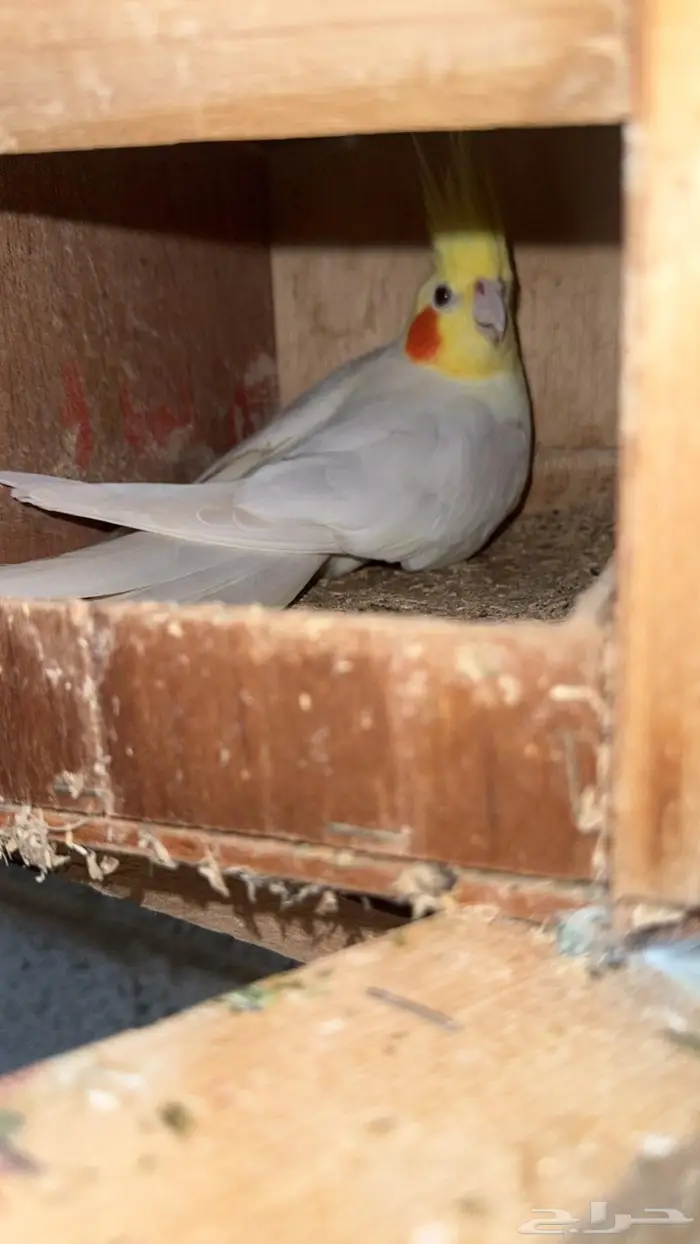زوج كروان لاتينو 2
