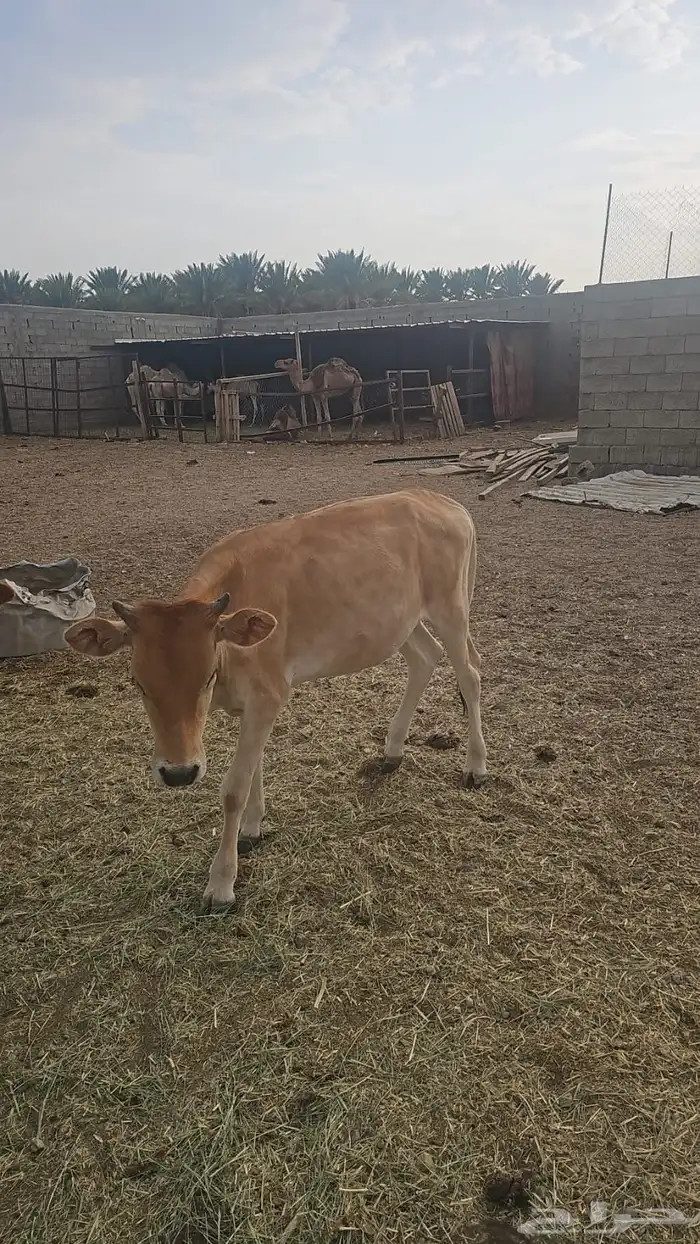 للبيع حلال طيب ونظيف 5