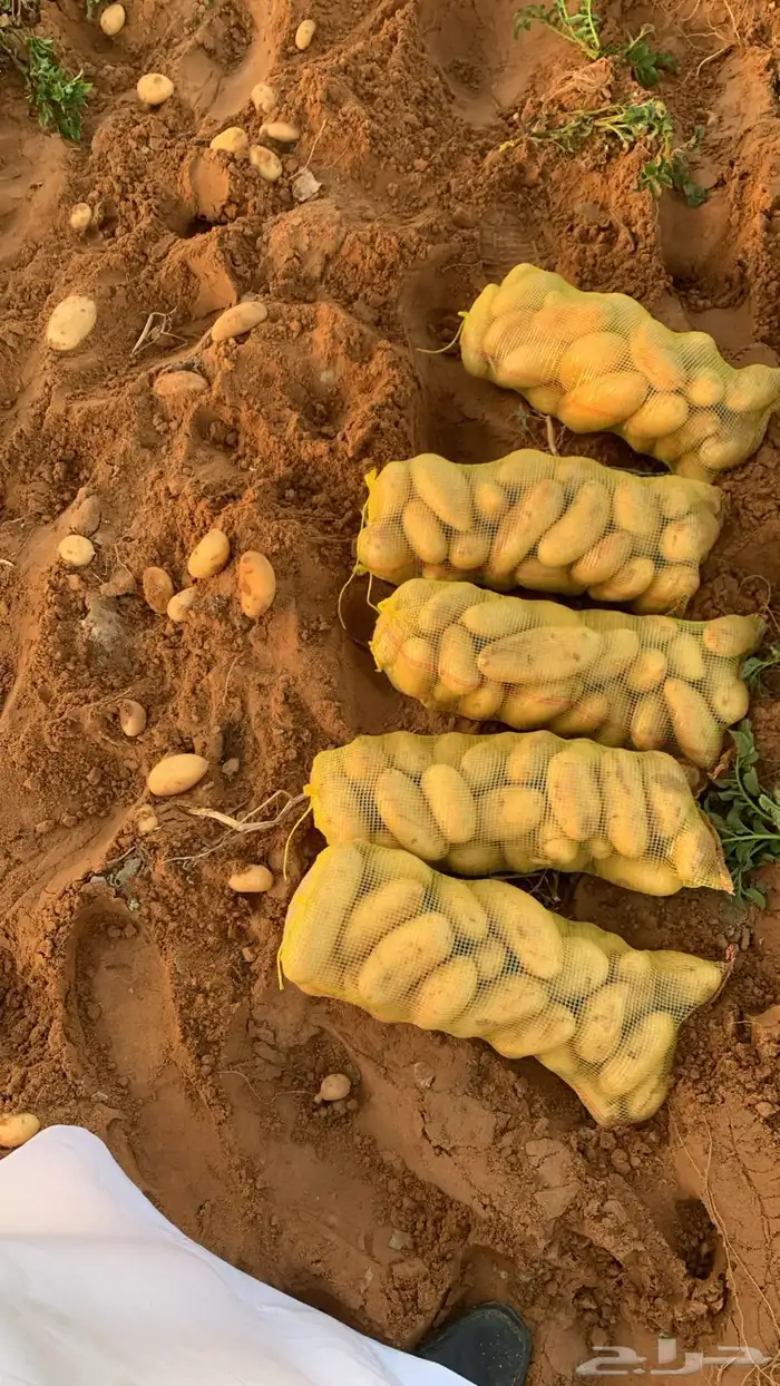 بطاطس للبيع 0