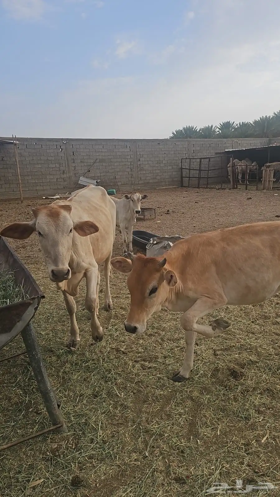 للبيع حلال طيب ونظيف 4