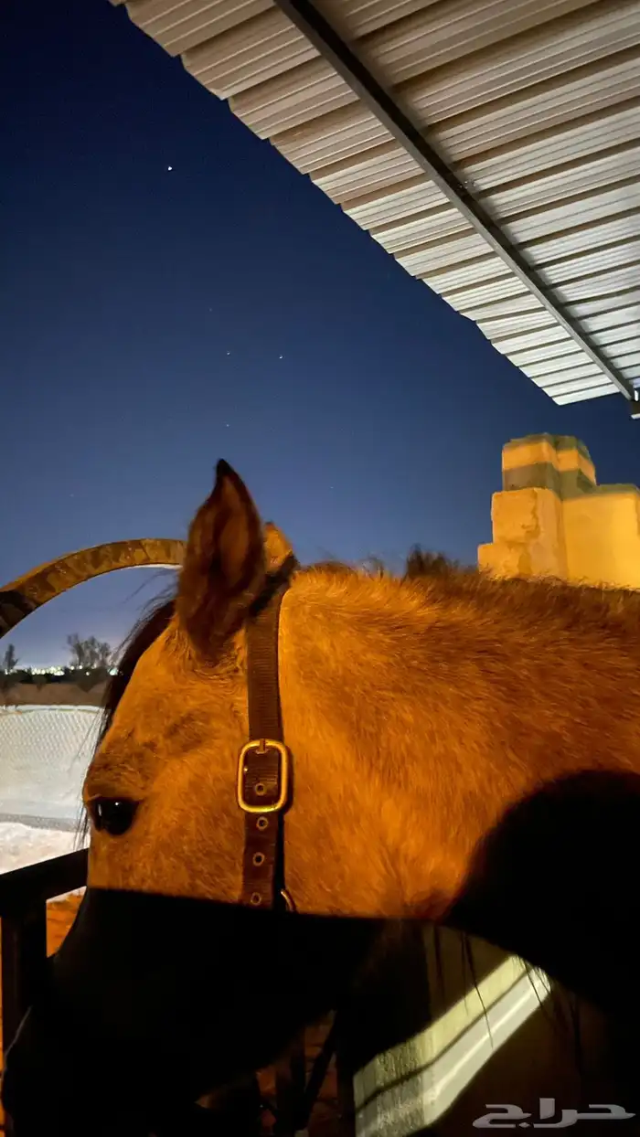 خيل 5
