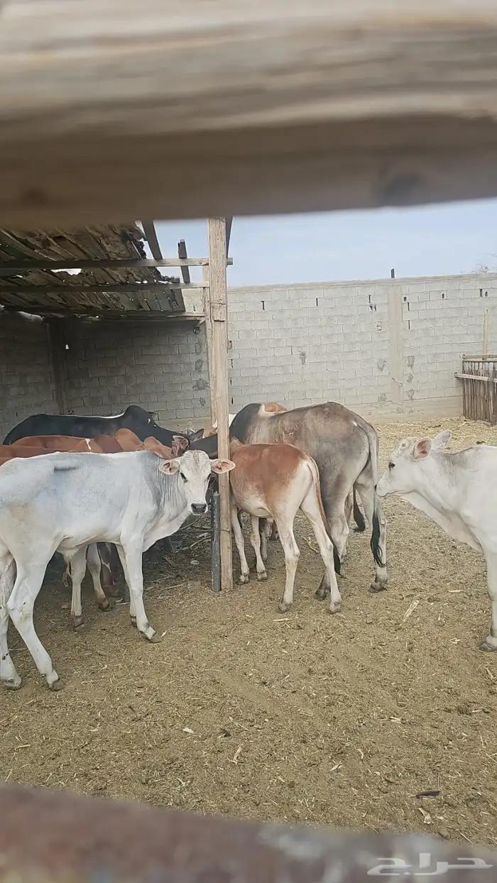 للبيع حلال طيب ونظيف 2