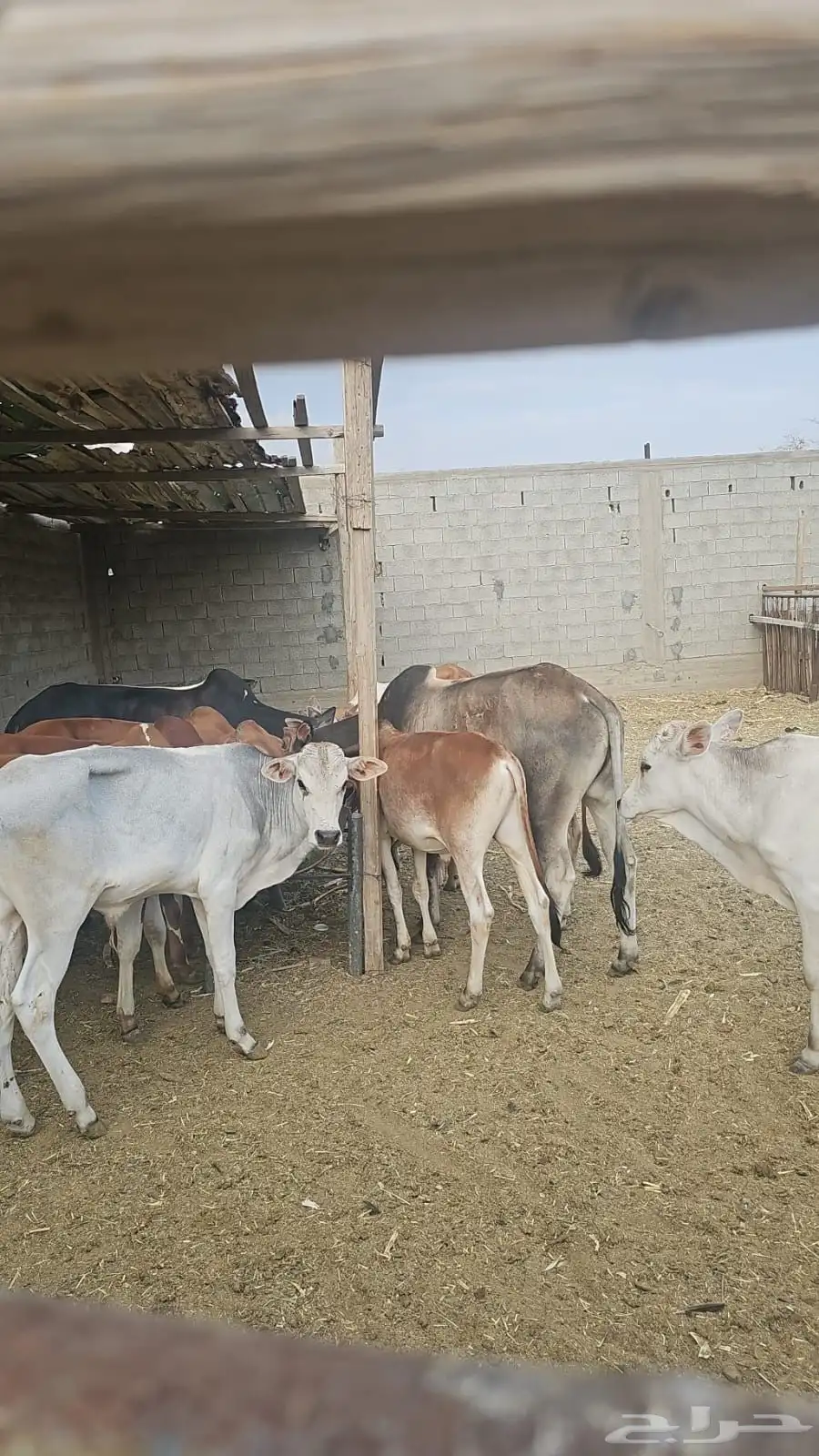للبيع حلال طيب ونظيف 2