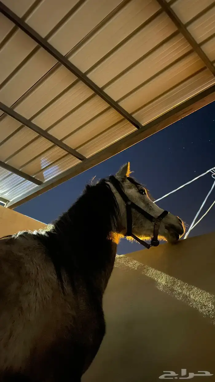 خيل 3