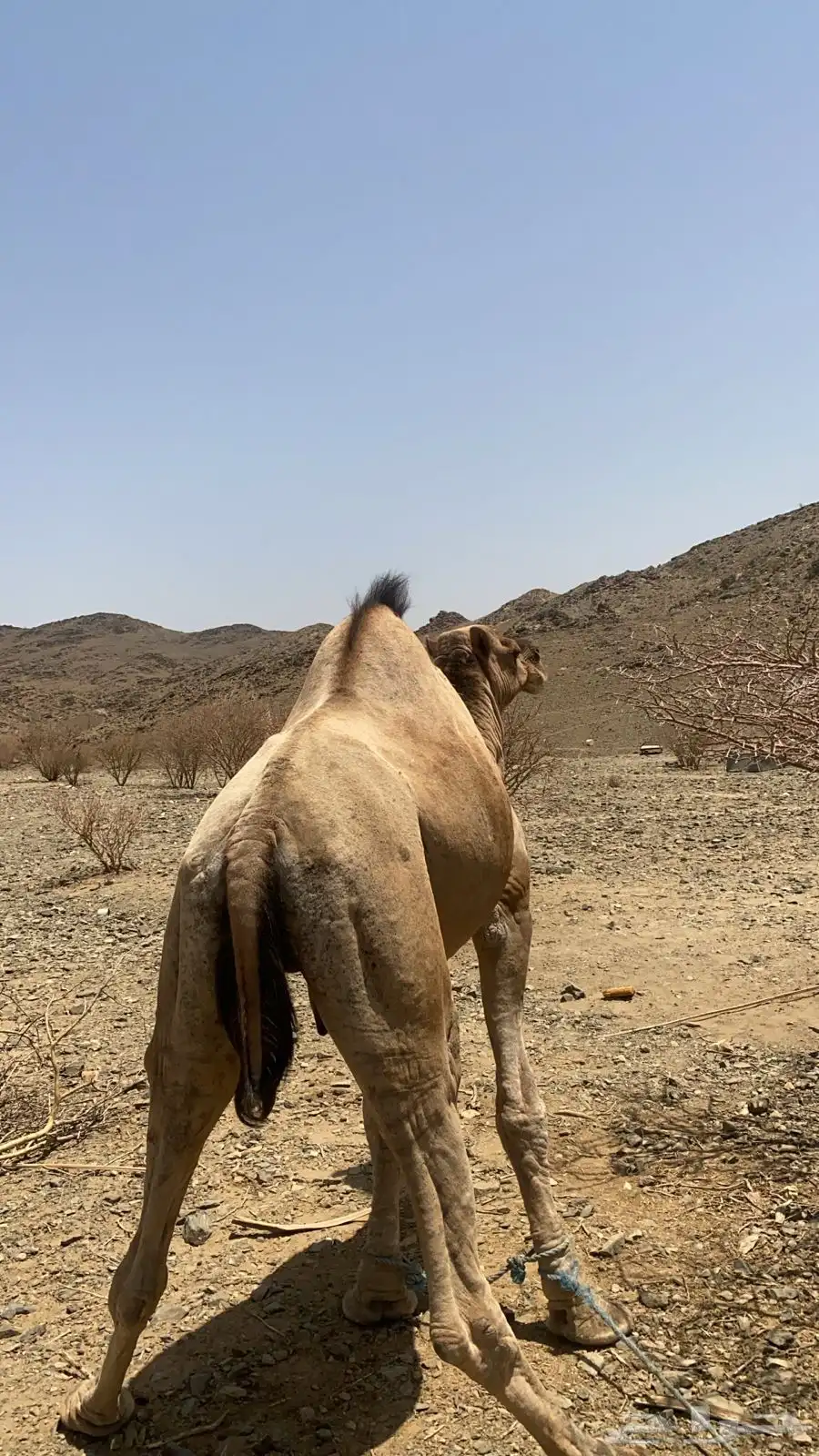 فحل للبيع 0