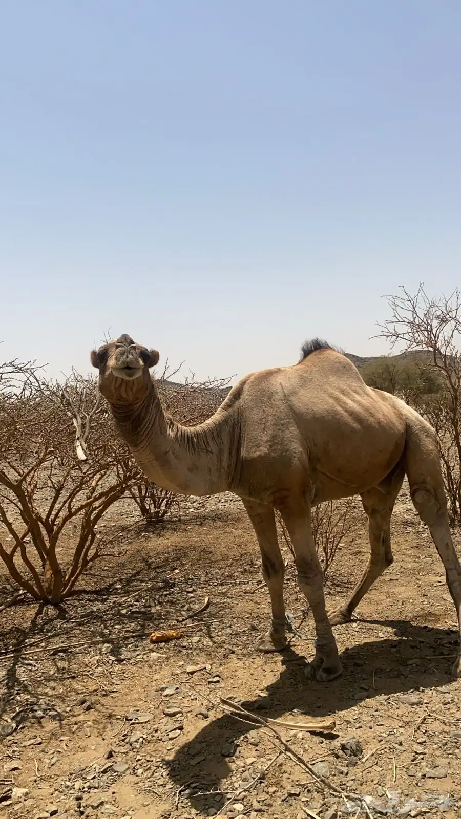 فحل للبيع 1