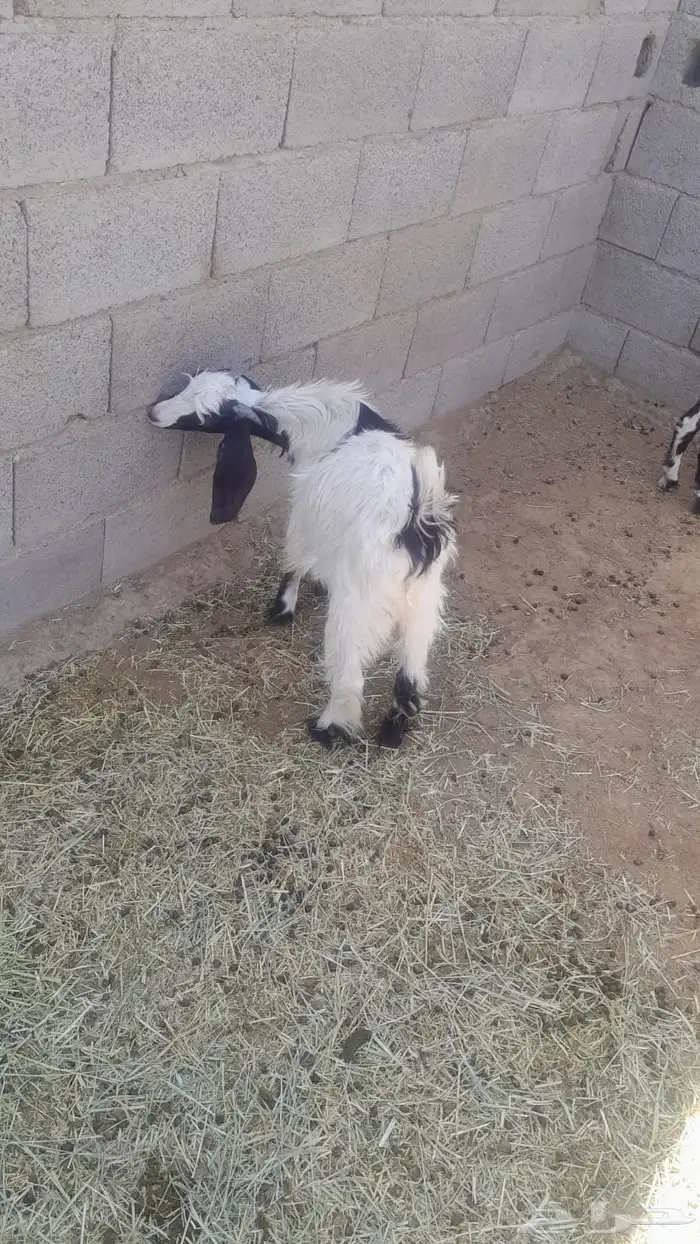 تيس عارضي للبيع بالمدينة المنورة 3