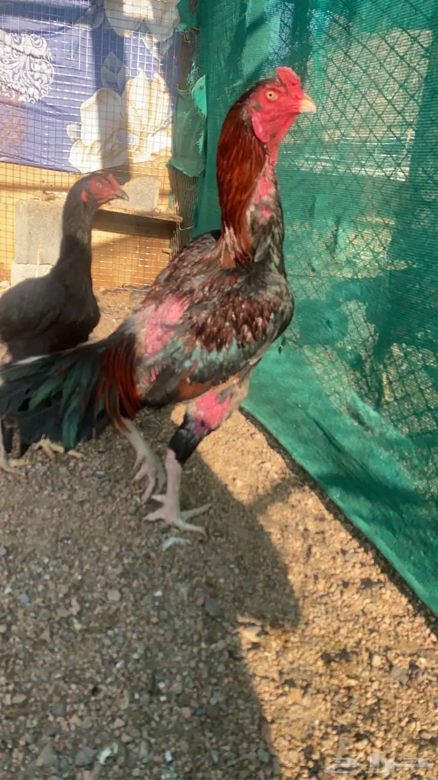 صوص باكستاني اصيل 21