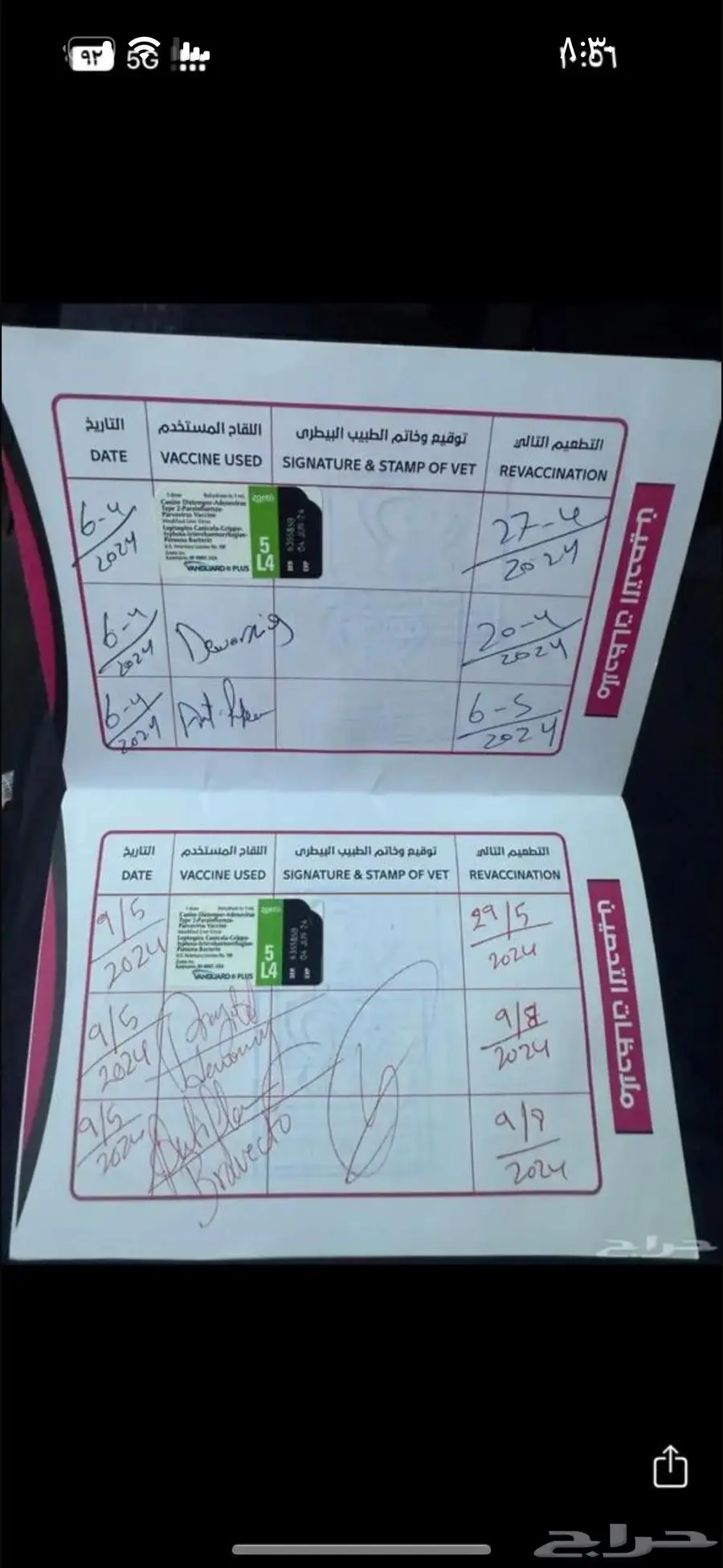 كلب هاسكي 0