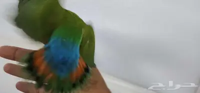 روز اليف هدد 3