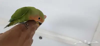 روز اليف هدد 6