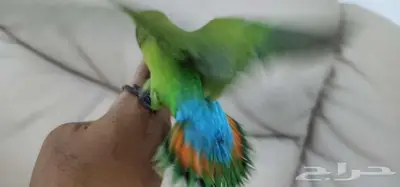 روز اليف هدد 1