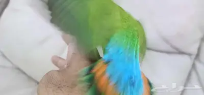 روز اليف هدد 0