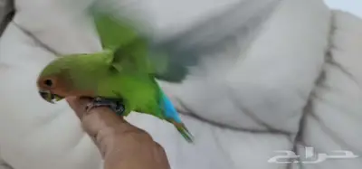 روز اليف هدد 5