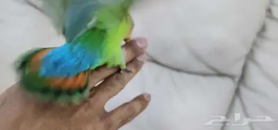روز اليف هدد 4