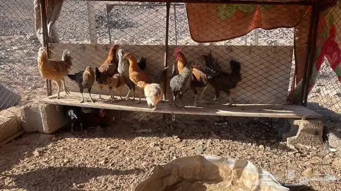 للبيع دجاج الموقع اللحن الصلصه تواصل 0