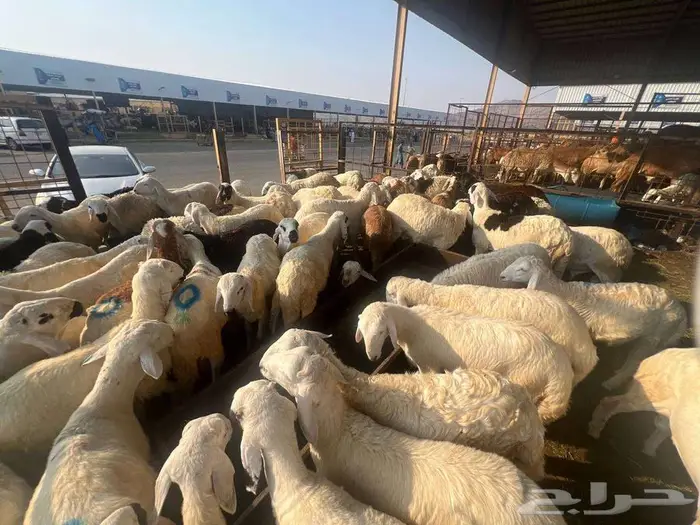 نص ذبيحة سواكني تربية ب 690 وزن 10 كجم شامل تصوير ذبح توصيل 8