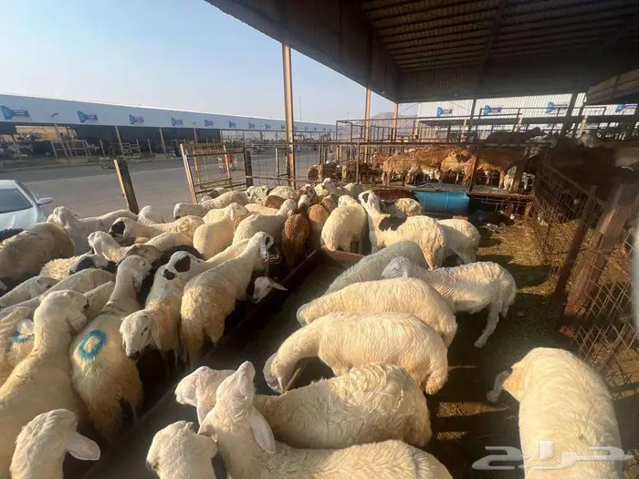 نص ذبيحة سواكني تربية ب 690 وزن 10 كجم شامل تصوير ذبح توصيل 10