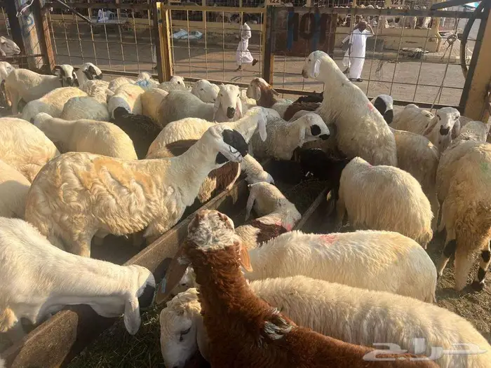 نص ذبيحة سواكني تربية ب 690 وزن 10 كجم شامل تصوير ذبح توصيل 3